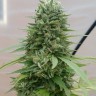 Семена конопли  G13 Haze regular Ganja Seeds