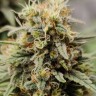 Семена конопли  G13 Haze regular Ganja Seeds
