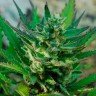 купить семена конопли Auto Afghani №1 feminised Ganja Seeds