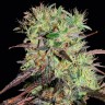 качественные семена конопли Auto Afghani №1 feminised Ganja Seeds
