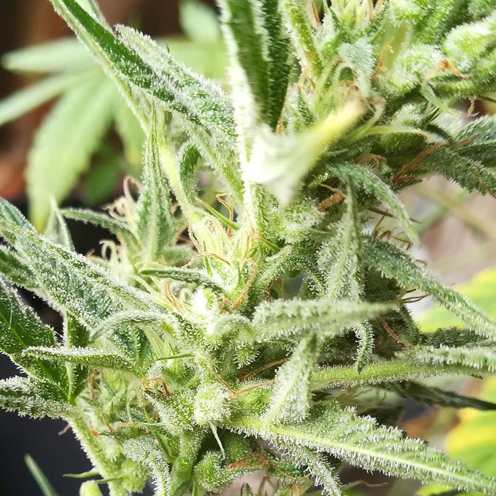 Семена  Auto Mandarine XXL feminised Ganja Seeds