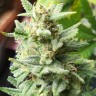 Семена каннабиса Auto Mandarine XXL feminised Ganja Seeds