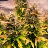 Семена  Auto Mandarine XXL feminised Ganja Seeds