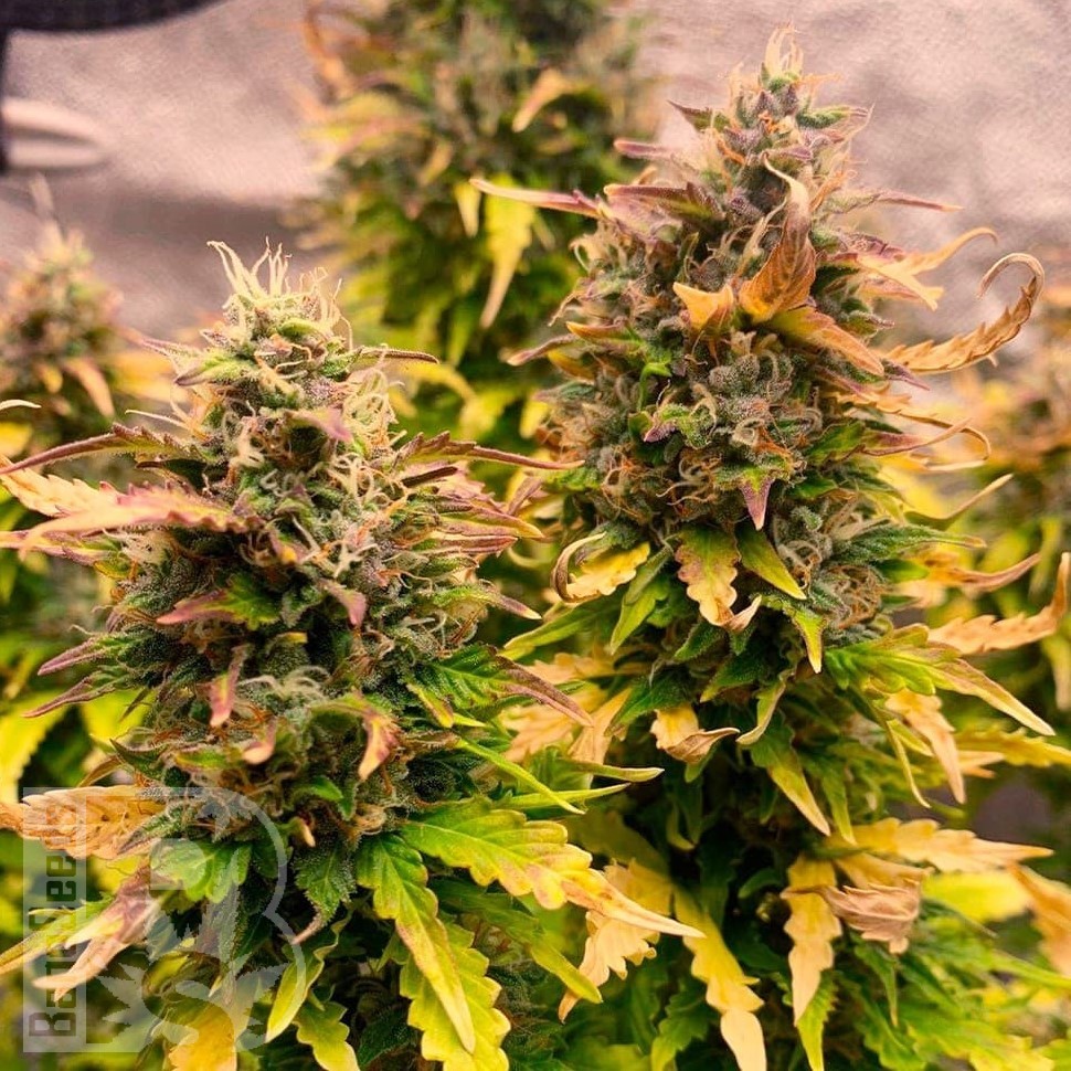 Семена  Auto Mandarine XXL feminised Ganja Seeds