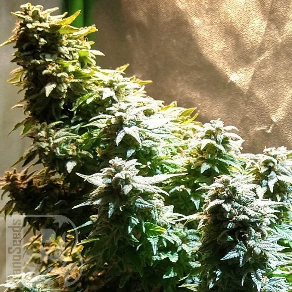 Семена  Auto Mandarine XXL feminised Ganja Seeds