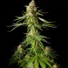 Семена  Auto Mandarine XXL feminised Ganja Seeds