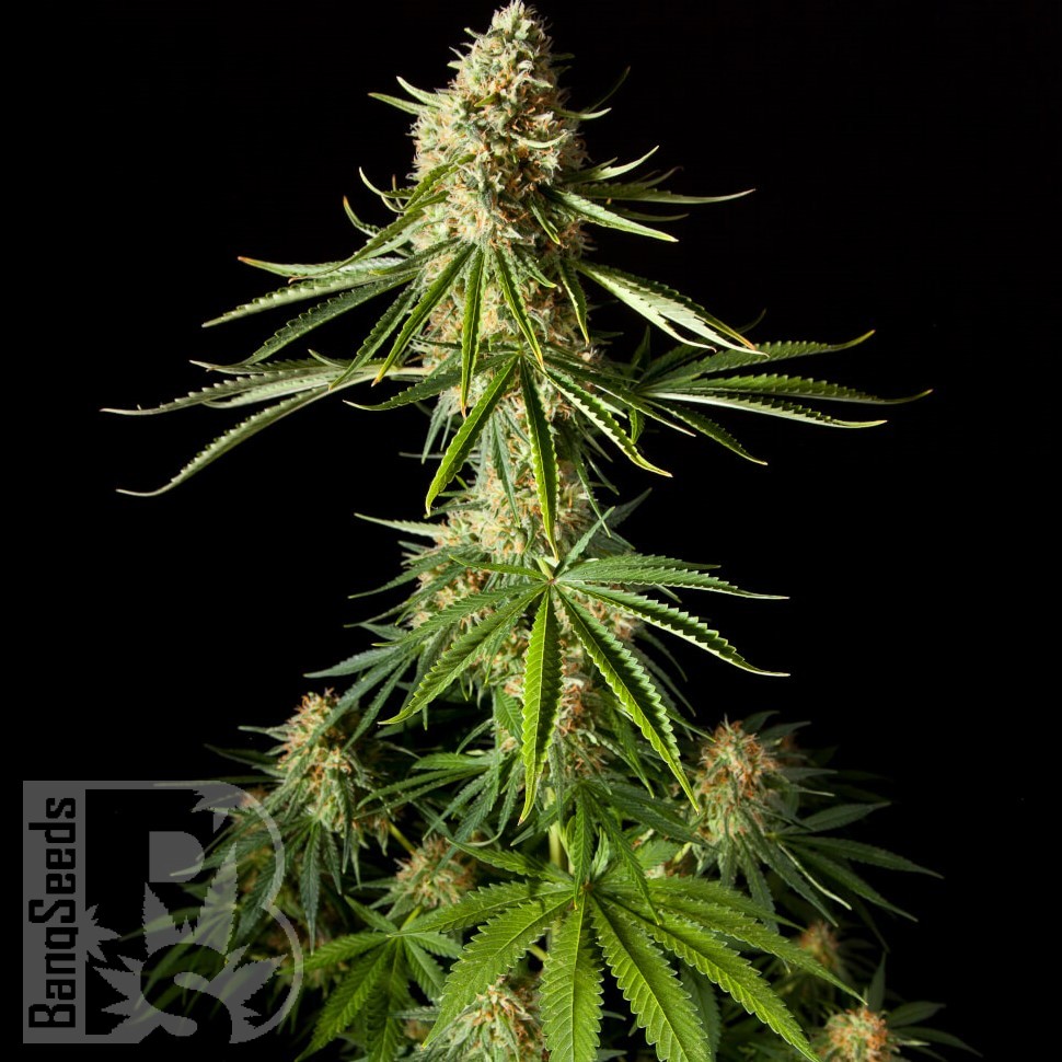 Семена  Auto Mandarine XXL feminised Ganja Seeds