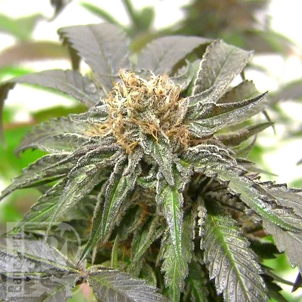 Семена марихуаны  Purple Kush feminised Ganja Seeds