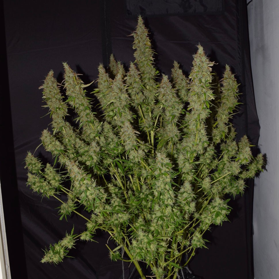 Семена конопли  Auto Big Bud feminised Ganja Seeds