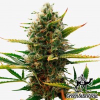 Super Skunk feminised Green Silk Road Seeds