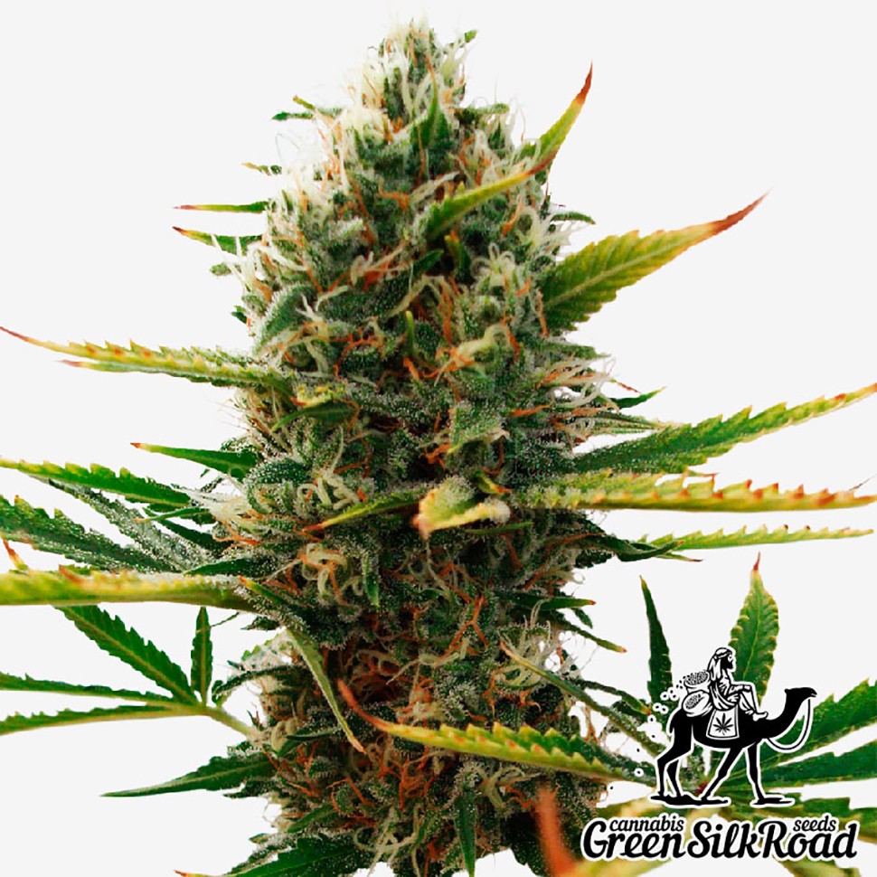 Семена конопли  Super Skunk feminised Green Silk Road Seeds