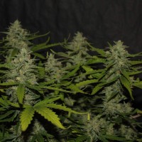Auto Super Mazar feminised Victory Seeds