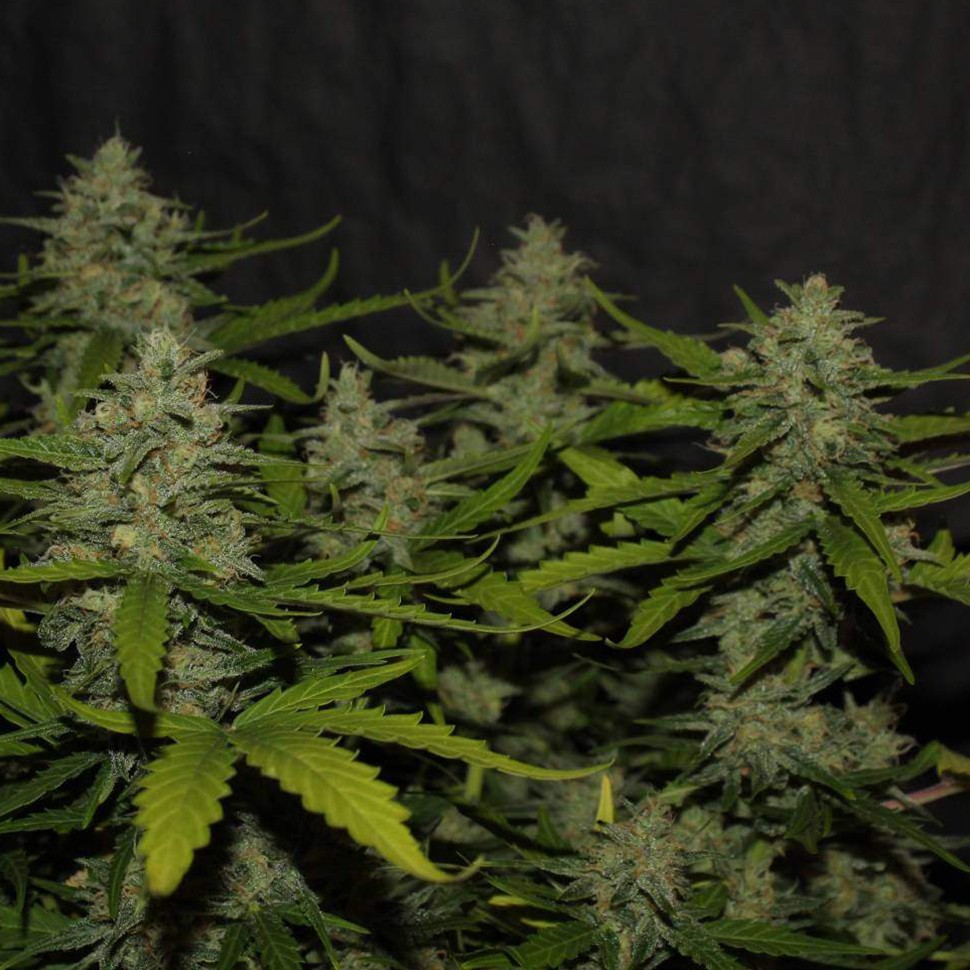 Семена ганжа  Auto Super Mazar feminised Victory Seeds