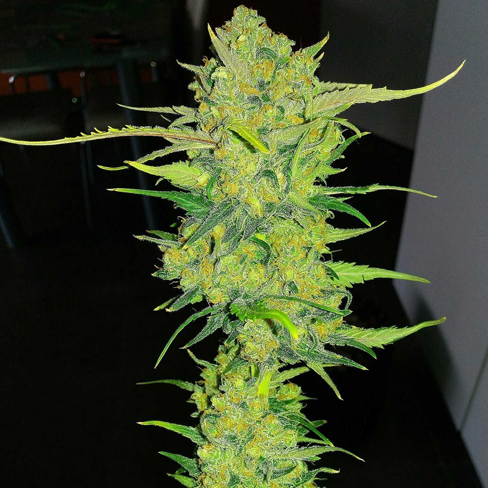 Семена конопли  Auto Super Lemon Haze feminised Ganja Seeds