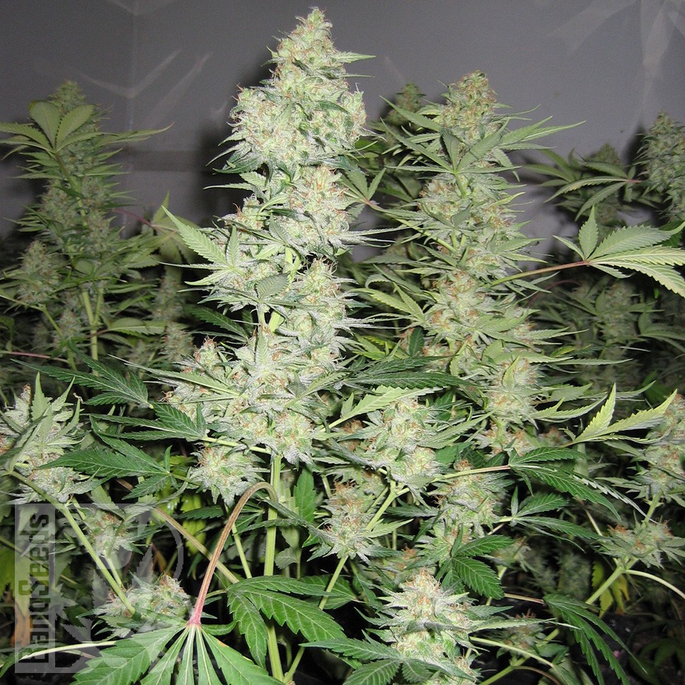Семена каннабиса  Skunk x Great White Shark feminised Ganja Seeds