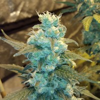 Winnie Pooh feminised Ganja Seeds