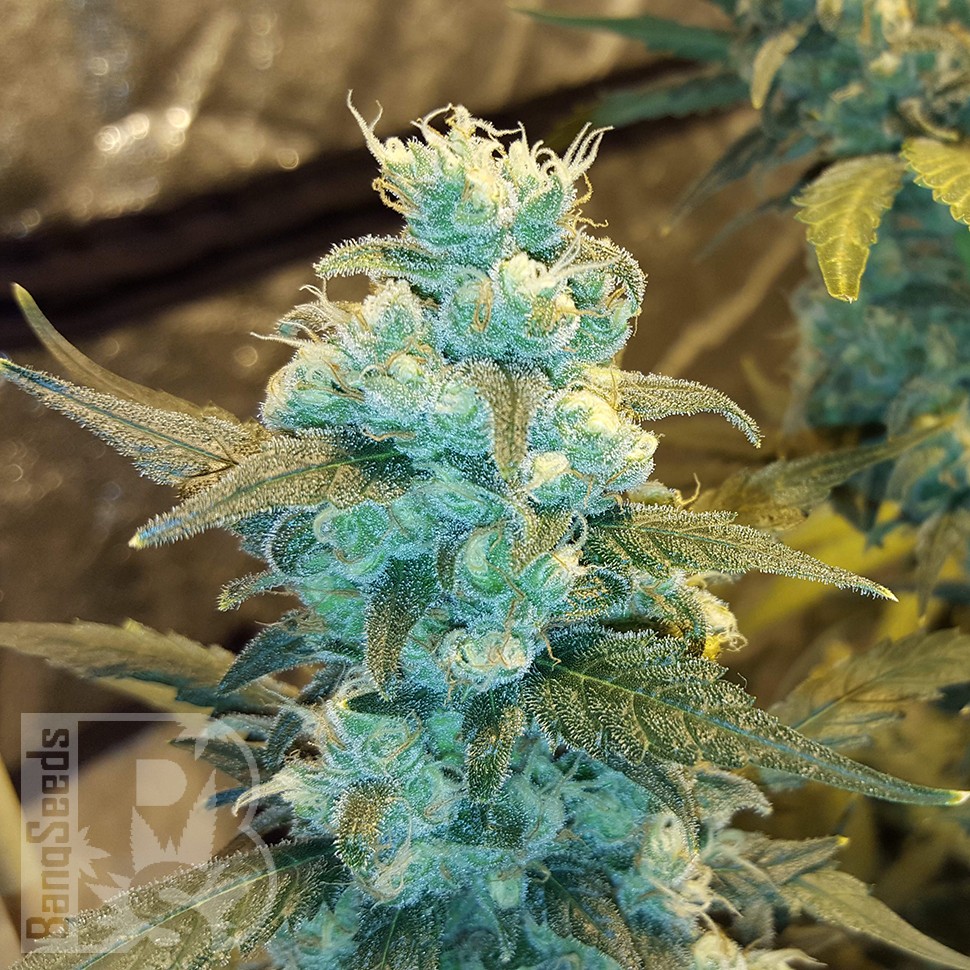 Семена марихуаны  Winnie Pooh feminised Ganja Seeds