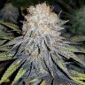 Семена марихуаны  Winnie Pooh feminised Ganja Seeds