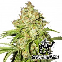 White Russian feminised Green Silk Road Seeds