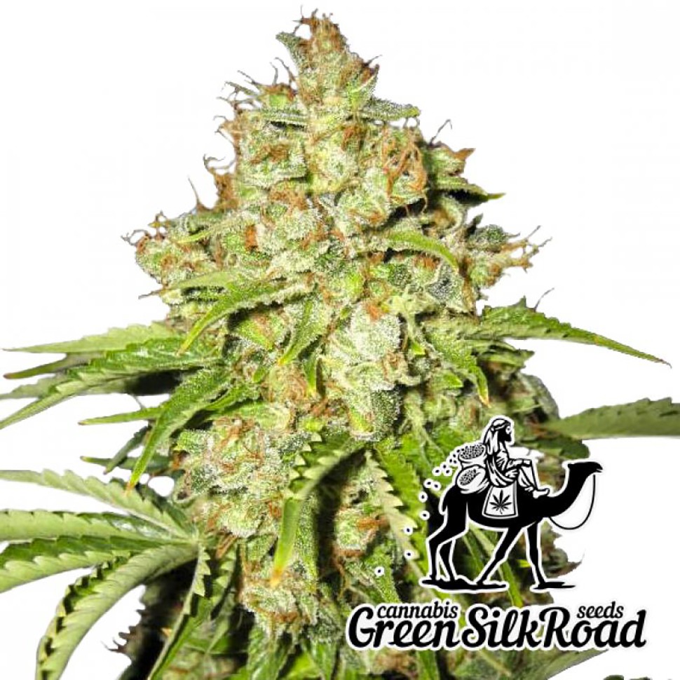 Семена каннабиса  White Russian feminised Green Silk Road Seeds