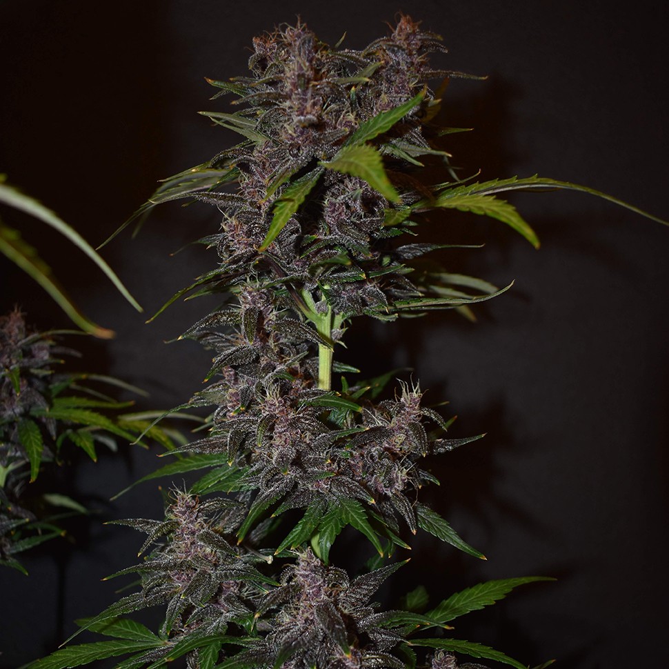 Семена конопли  Auto Blackberry Kush feminised Ganja Seeds