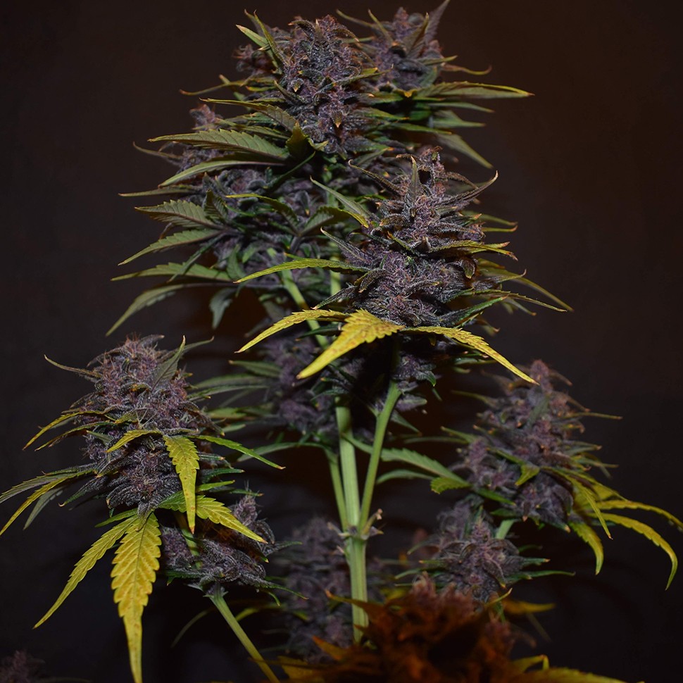семена конопли Auto Blackberry Kush feminised Ganja Seeds