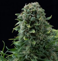 Auto White Dwarf CBD feminised Ganja Seeds