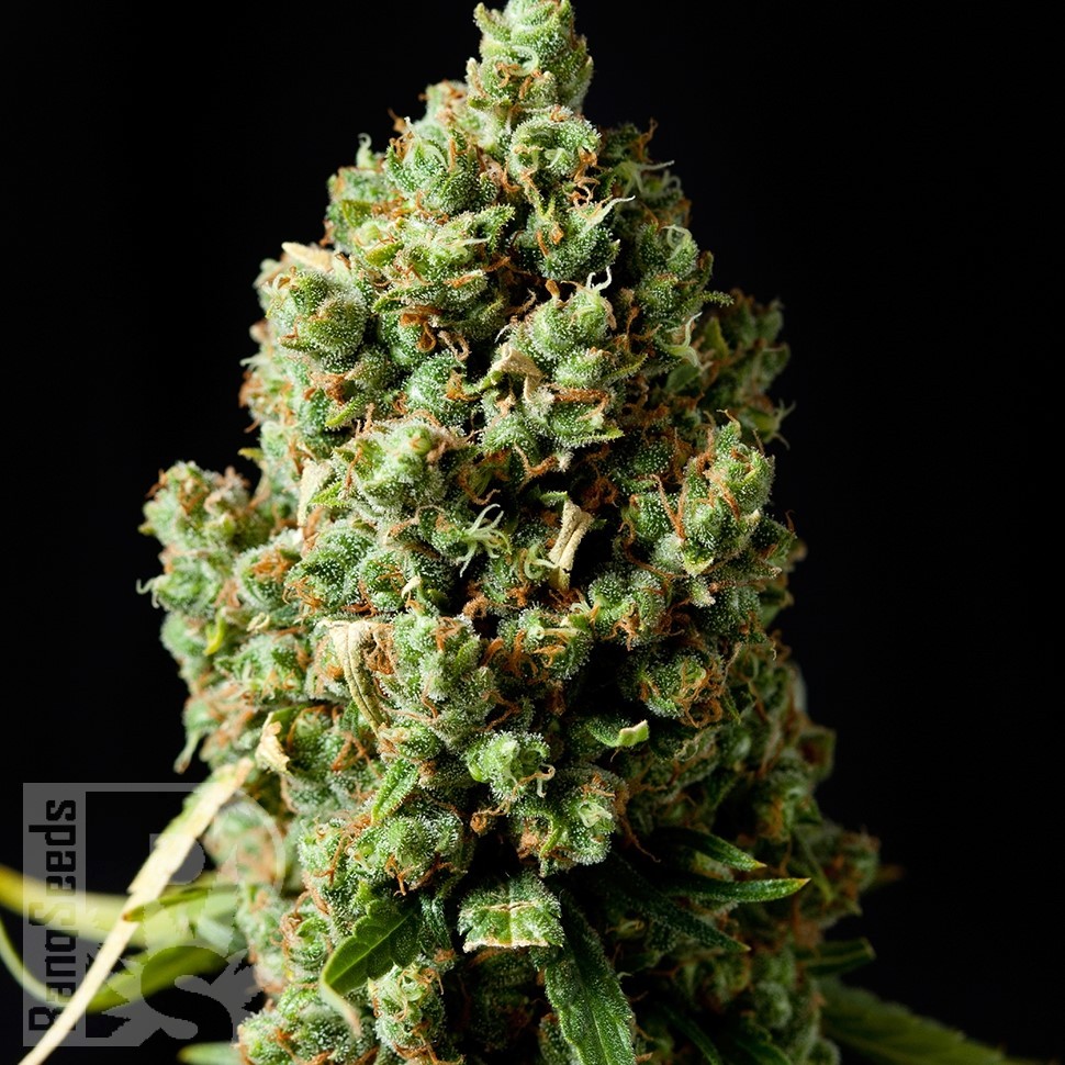 Семена  Sharkbite feminised Ganja Seeds