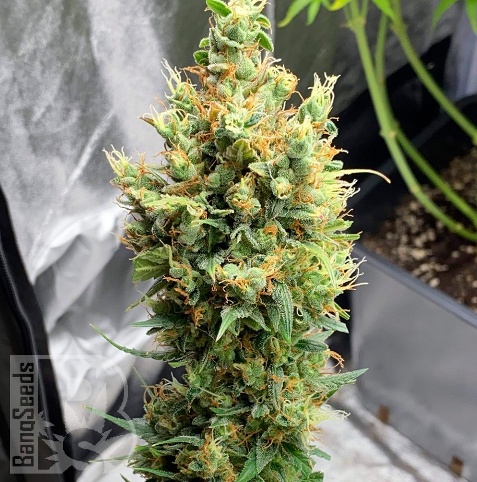 Семена  Sharkbite feminised Ganja Seeds