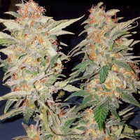 Yolka (Spruce) feminised Ganja Seeds