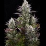 Семена марихуаны  Yolka (Spruce) feminised Ganja Seeds