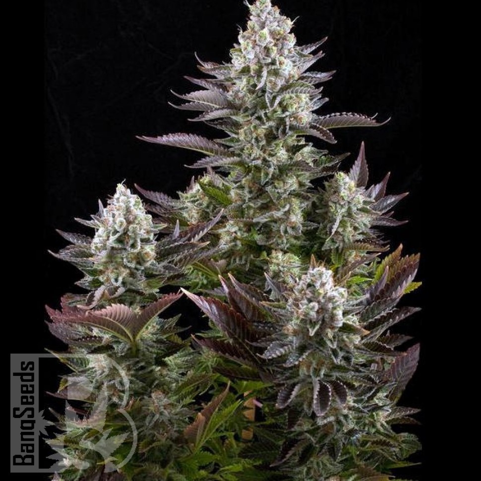 Семена марихуаны  Yolka (Spruce) feminised Ganja Seeds