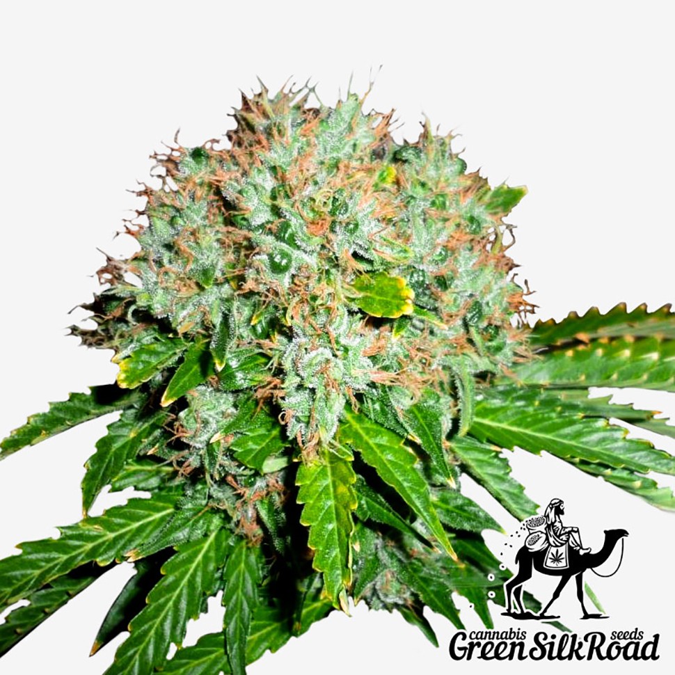 Семена каннабиса  White Widow feminised Green Silk Road Seeds