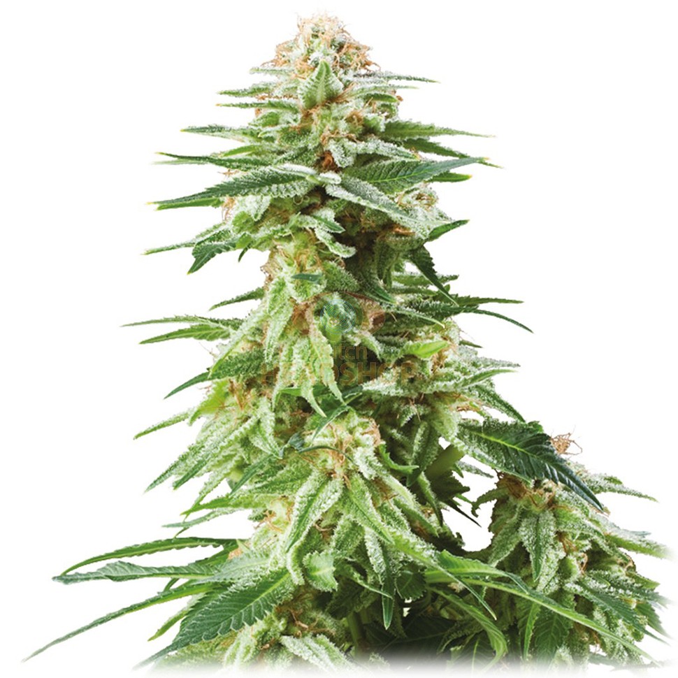 купить семена конопли медицинской White Widow feminised