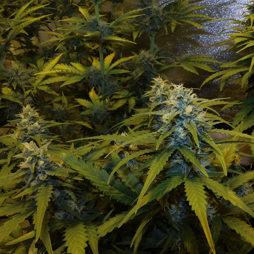 Семена конопли  Auto White Widow feminised Victory Seeds