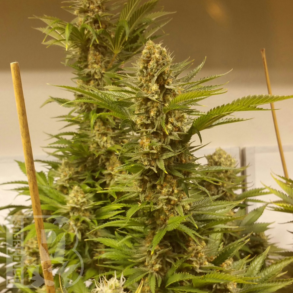 Семена  White Widow x Black Domina feminised Ganja Seeds