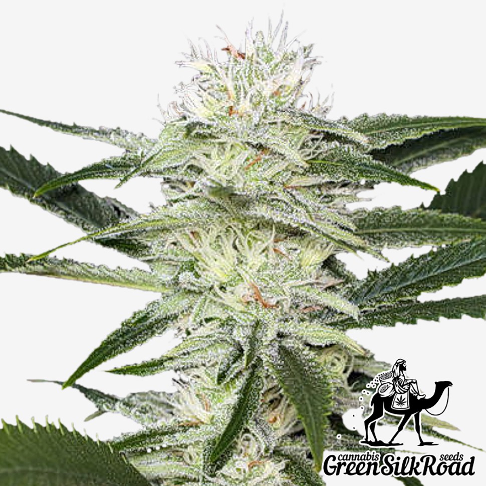 Семена марихуаны  Auto Amnesia feminised Green Silk Road Seeds