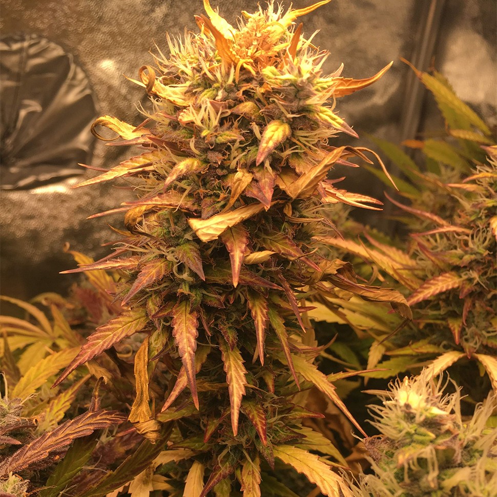 Семена  Auto Brooklyn Sunrise feminised Ganja Seeds