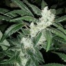 заказать на сайте семена конопли Blue Queen feminised