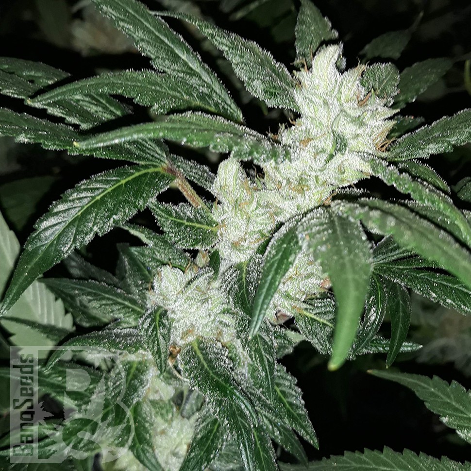 заказать на сайте семена конопли Blue Queen feminised