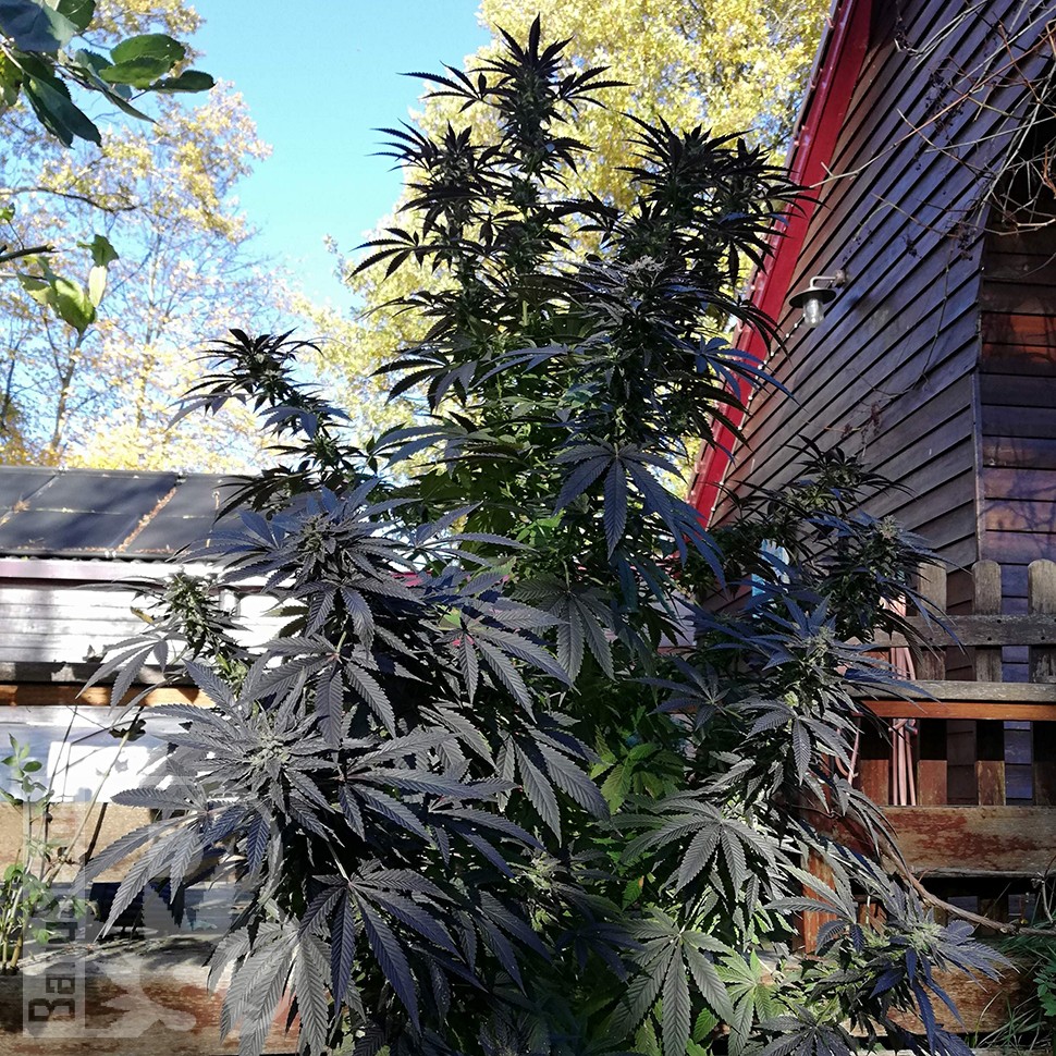заказать семена конопли наложенным платежом Blue Queen feminised