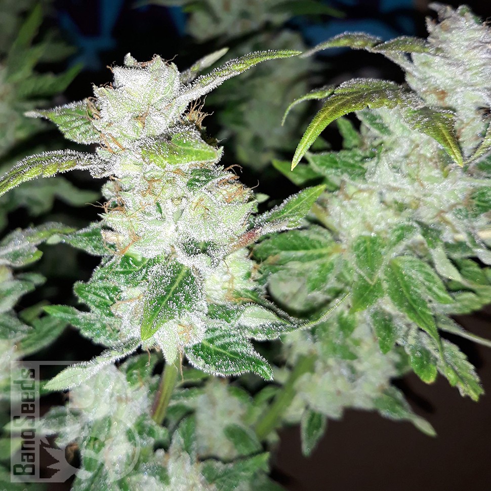 Семена каннабиса  Blue Queen feminised Ganja Seeds