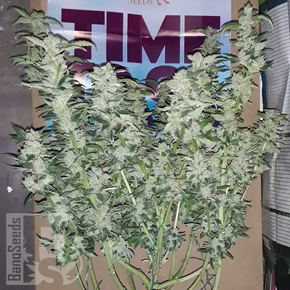 заказать семена конопли Украина Blue Queen feminised