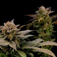 White Widow x Bubble Gum feminised Ganja Seeds