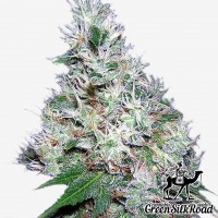Auto Bubble Gum feminised Green Silk Road Seeds