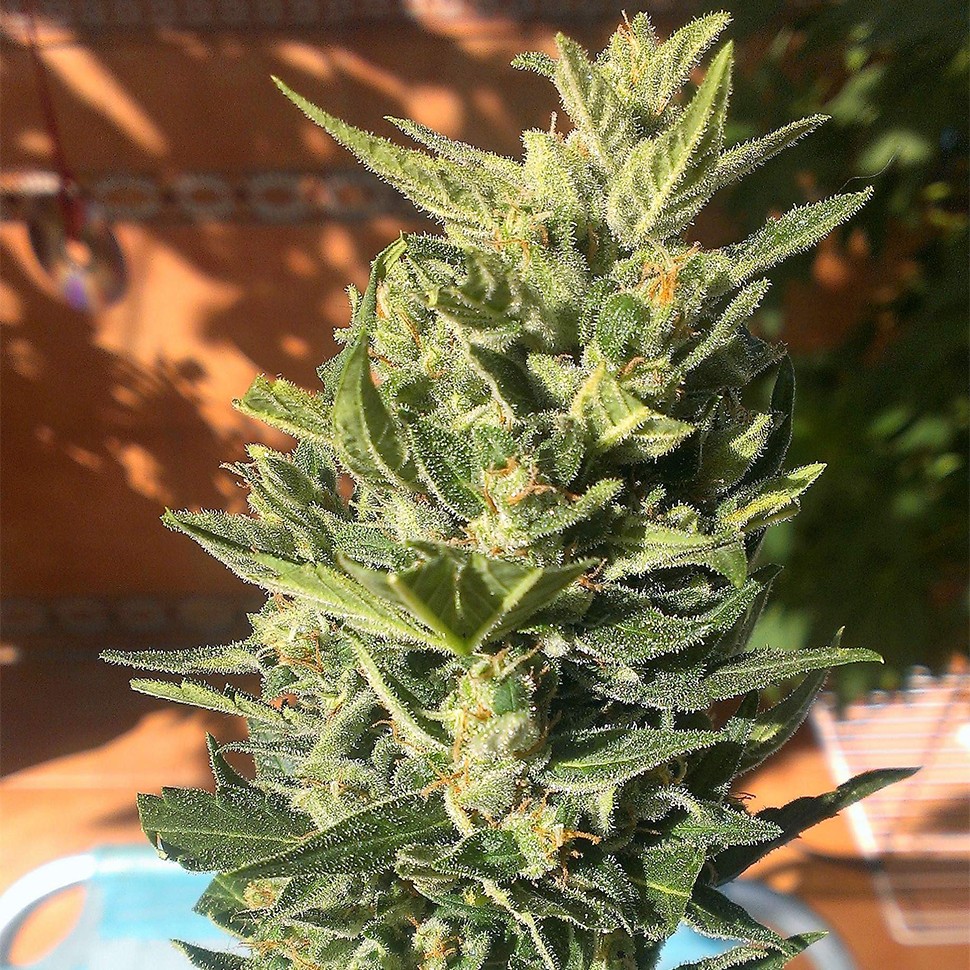 Семена ганжа  Auto Colorado Cookies feminised Ganja Seeds