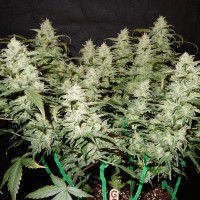 Auto Gorilla Glue feminised Ganja Seeds