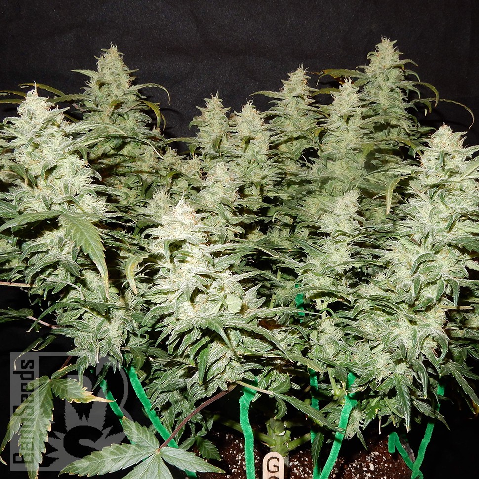 Семена конопли  Auto Gorilla Glue feminised Ganja Seeds