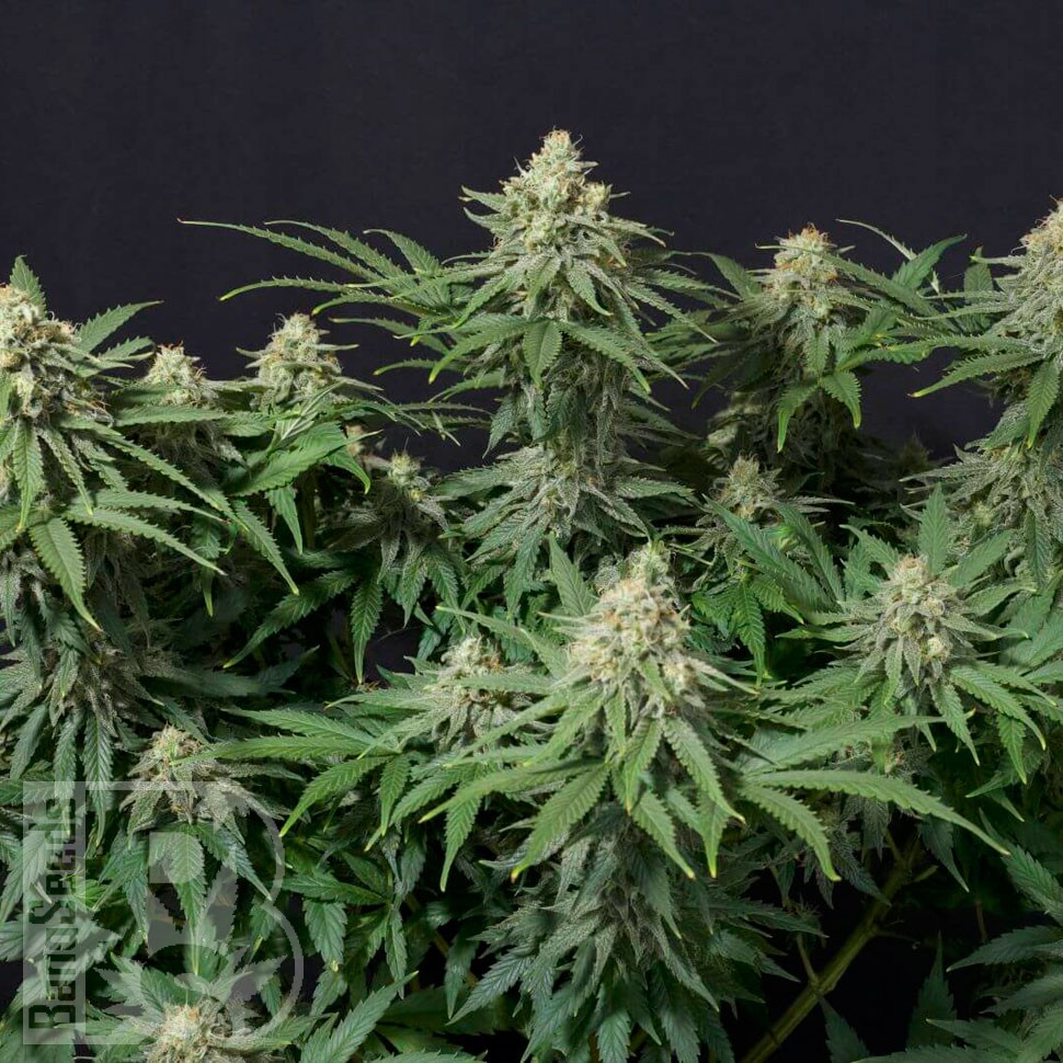 Семена ганжа  Wedding Cheesecake feminised Ganja Seeds