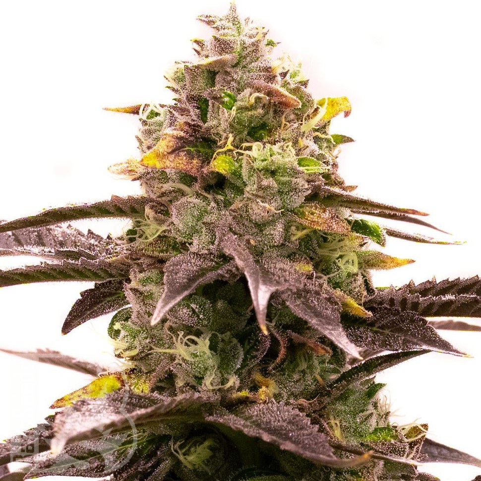 Семена ганжа  Wedding Cheesecake feminised Ganja Seeds